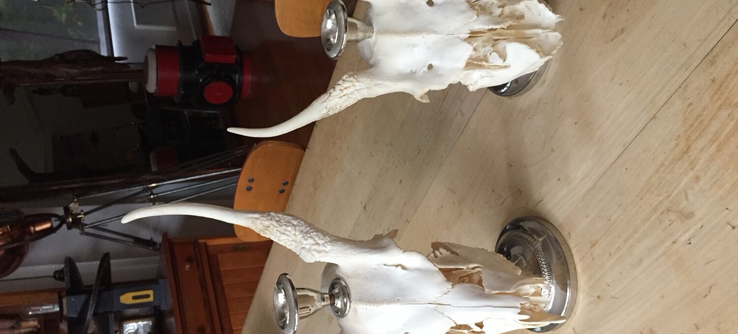 An antique horn candelabra with aged brass mounts, the kind of storied object cared for at Show Pony Interiors